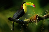 Tukan kratkozoby - Ramphastos sulfuratus - Keel-billed Toucan o4191